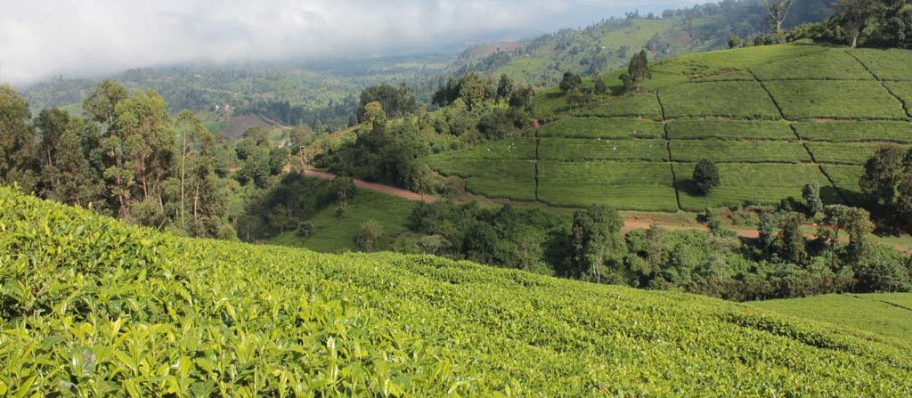 THARAKA NITHI Banner